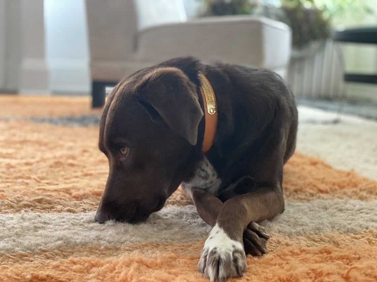 Brown Dog wearing Kinfolk Leather Dog Collar in Light Tan