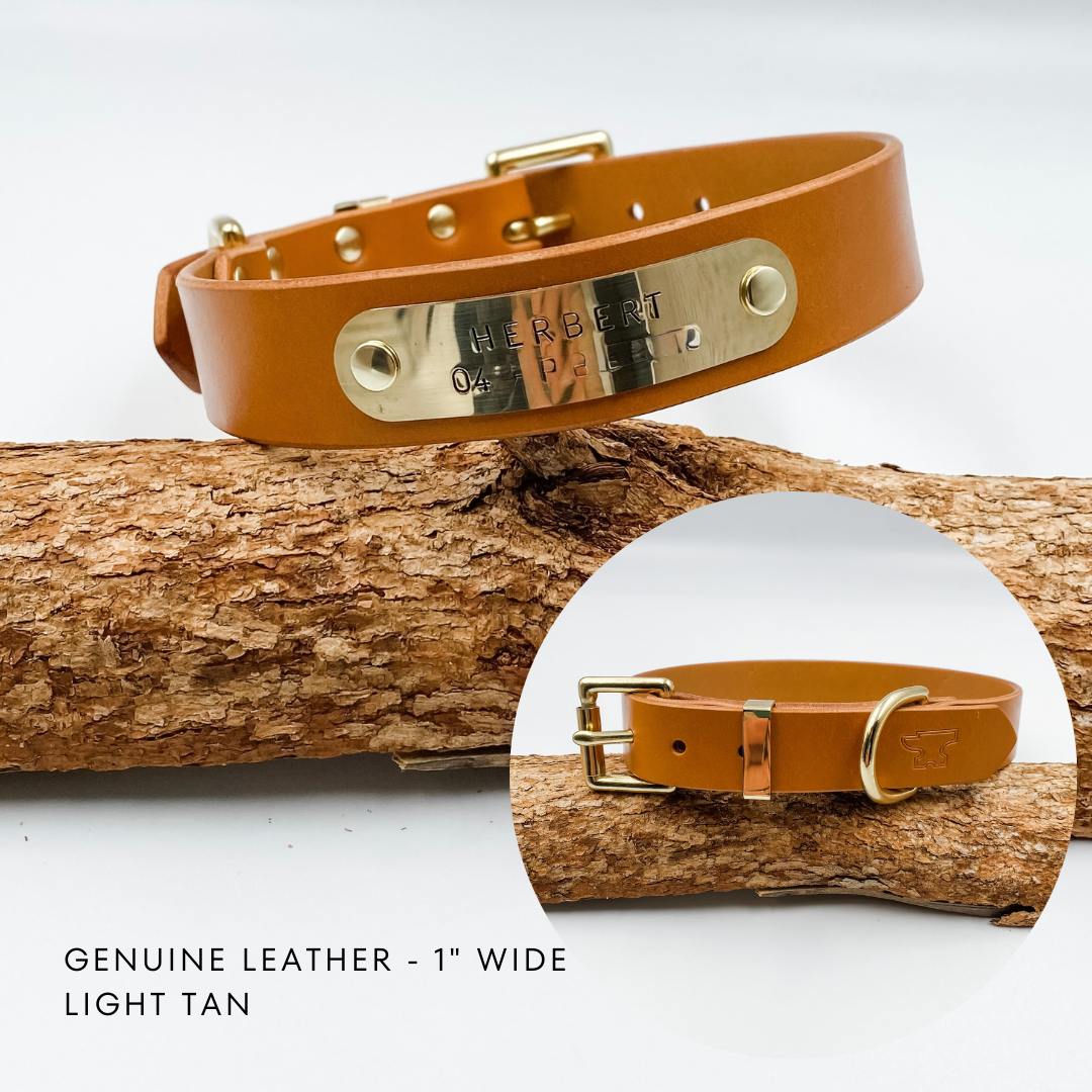 Genuine Leather Custom Dog Collars - Made in NZ by Kinfolk Leather - Light Tan with brass buckle and nameplate