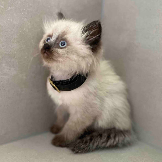 Adjustable Leather & Brass Cat Collar with hand-stamped nameplate - Black with Gold buckle - Kinfolk Leather