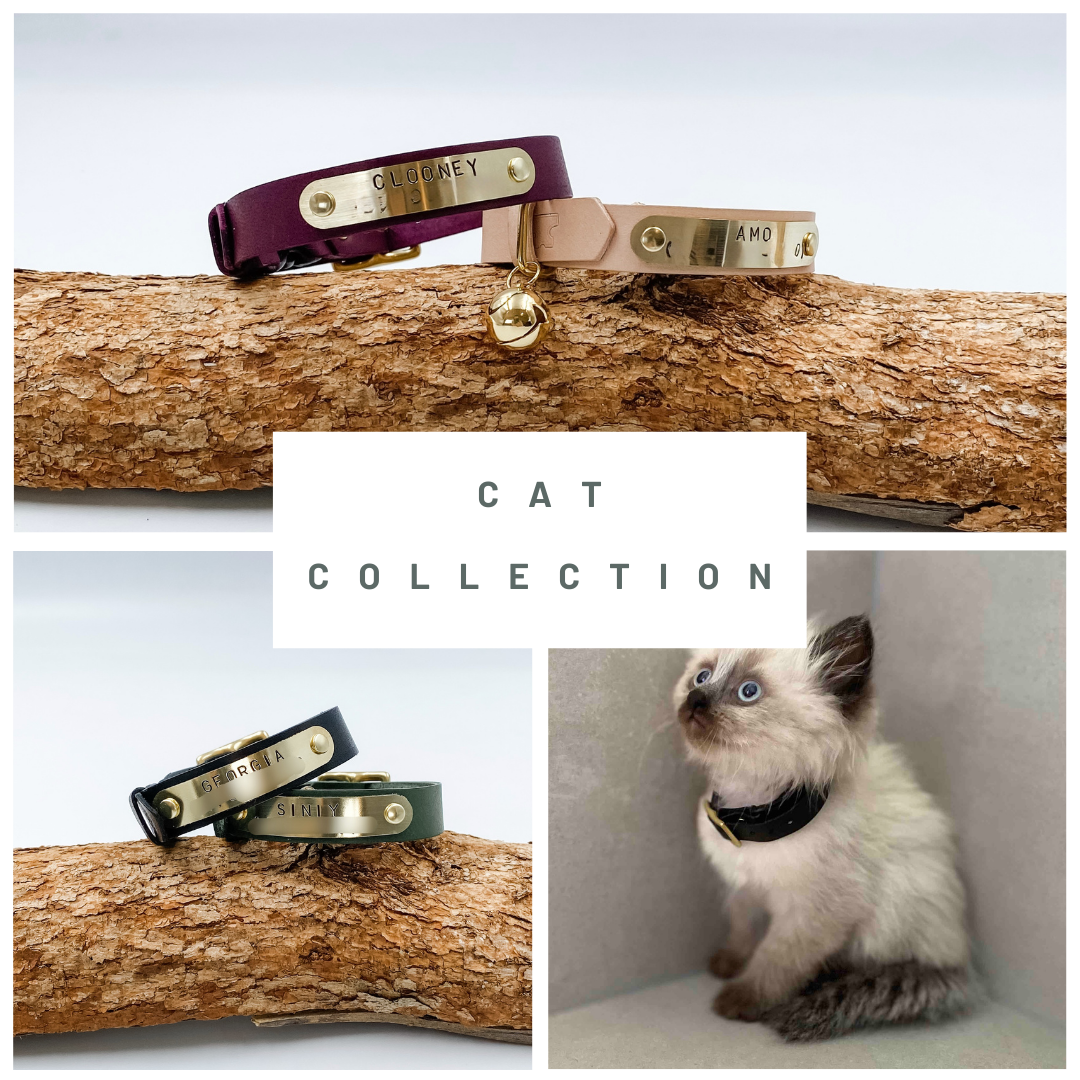 Custom Cat Collars & Leads | Personalised | NZ Made
